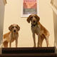 Savannah and Zephyr, looking for trouble.